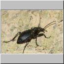 Carabus  purpurascens - Laufkaefer 01b 30mm.jpg